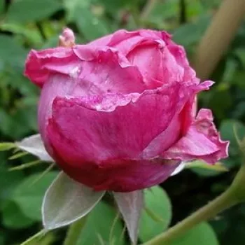 Rosa Aurelia Liffa - roz - trandafiri pomisor - Trandafir copac cu trunchi înalt – cu flori tip trandafiri englezești