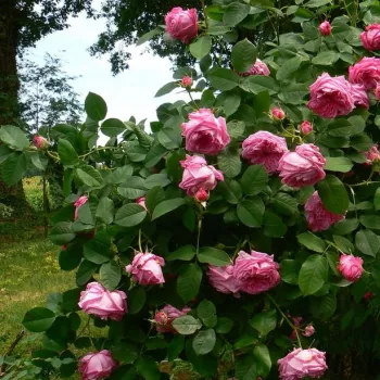 Szkarłatowy - róża pienna - Róże pienne - z kwiatami róży angielskiej