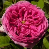 Stromčekové ruže - ružová - Rosa Aurelia Liffa - mierna vôňa ruží - aróma jabĺk