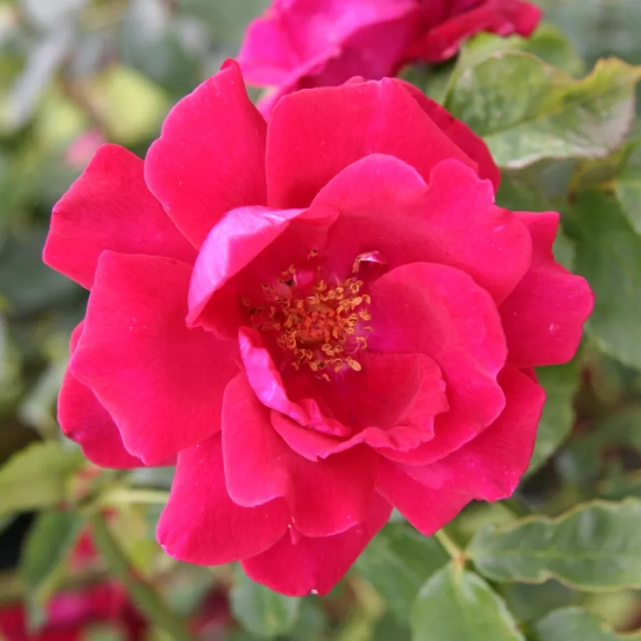 Róża pnąca climber - Róża - Red Parfum™ - Szkółka Róż Rozaria