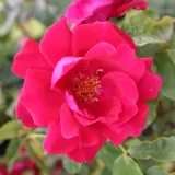 Vrtnica plezalka - Climber - rdeča - Vrtnica intenzivnega vonja - Rosa Red Parfum™ - Na spletni nakup vrtnice