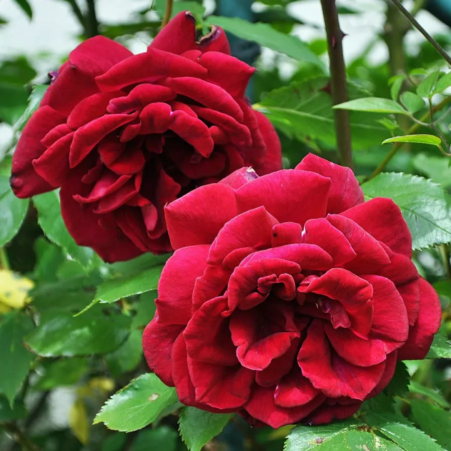 Rosso - Rosa - Red Parfum™ - Produzione e vendita on line di rose da giardino