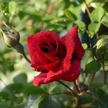Rosa Red Parfum™ - rouge - Rosiers lianes (Climber, Kletter)