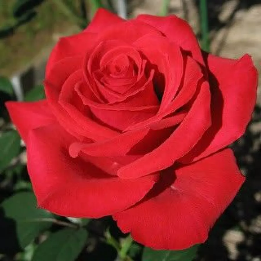 Czerwony - Róża - Red Parfum™ - 