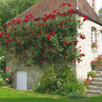 Červená - stromkové růže - Stromkové růže, květy kvetou ve skupinkách