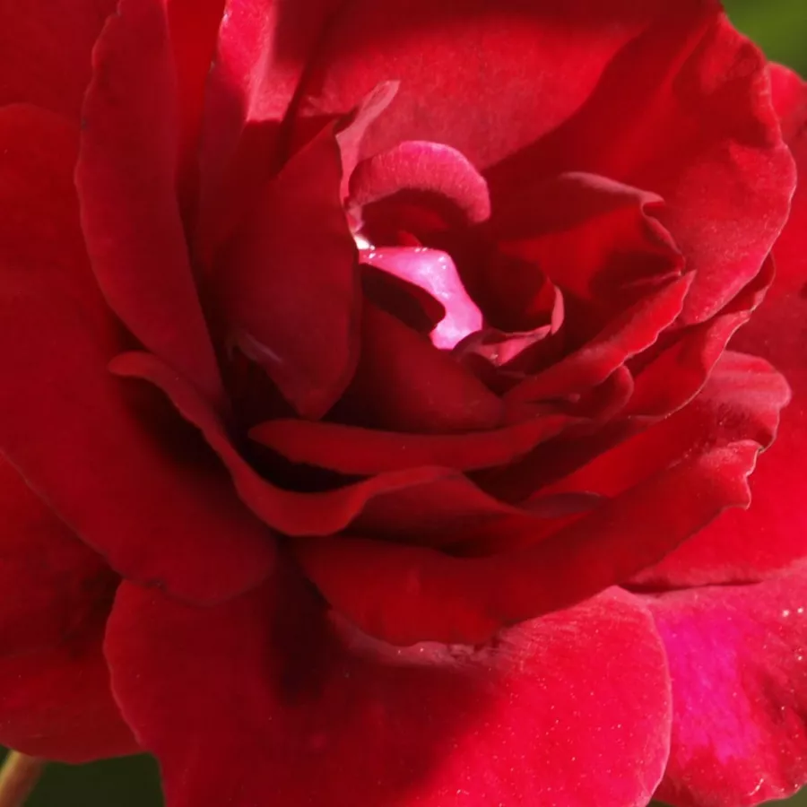 Corymbe - Rosier - Red Parfum™ - 