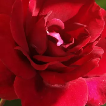 Rózsa kertészet - magastörzsű rózsa - csokros virágú - vörös - Red Parfum™ - intenzív illatú rózsa - barack aromájú