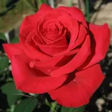 Climber, popínavá ruža - intenzívna vôňa ruží - broskyňová aróma - červený - Rosa Red Parfum™
