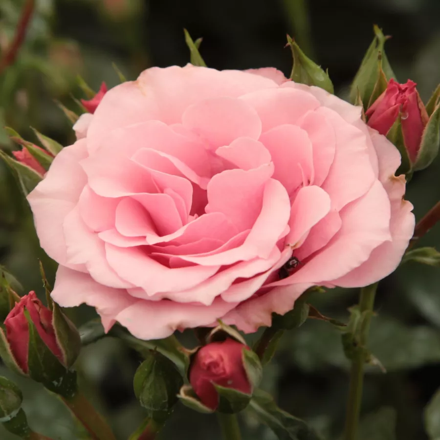 Vrtnice Floribunda - Roza - Regéc - Na spletni nakup vrtnice