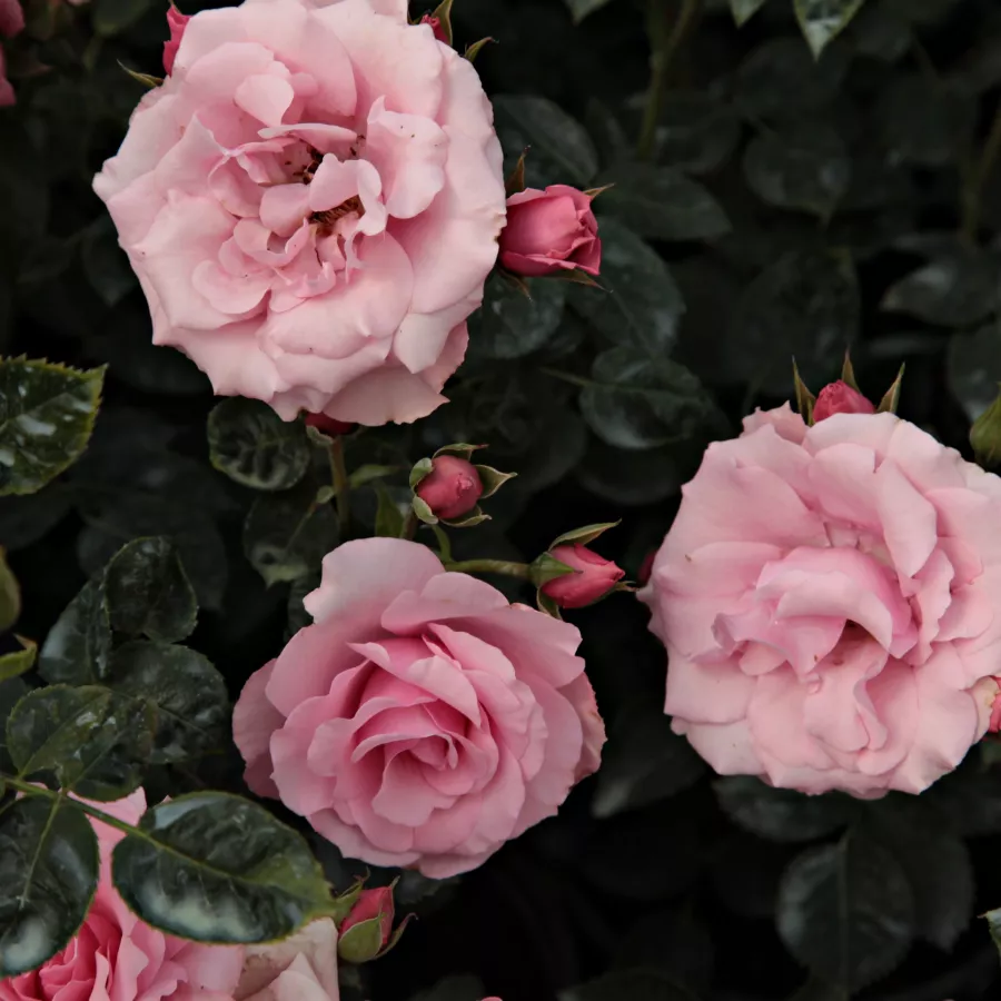 Márk Gergely - Rosa - Regéc - rosal de pie alto