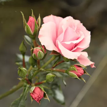 Rosa Regéc - ružová - stromčekové ruže - Stromkové ruže, kvety kvitnú v skupinkách
