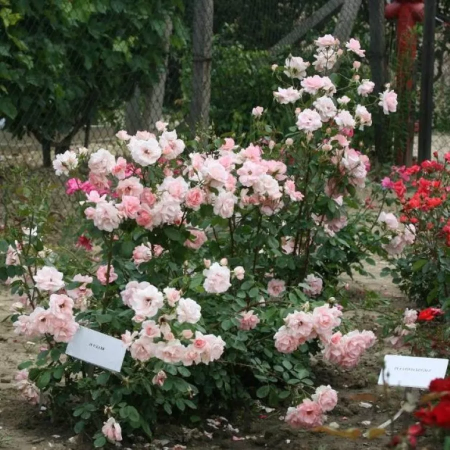 120-150 cm - Rosa - Regéc - rosal de pie alto