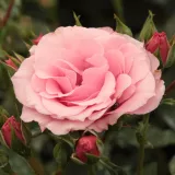 Záhonová ruža - floribunda - bez vône - ružová - Rosa Regéc