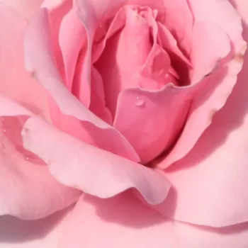 Online rózsa kertészet - rózsaszín - nem illatos rózsa - Regéc - virágágyi floribunda rózsa - (70-80 cm)