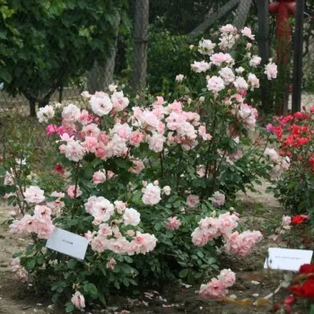 Różowy  - róże rabatowe grandiflora - floribunda   (70-80 cm)