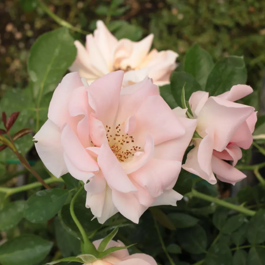 Różowy - Róża - Régen - Szkółka Róż Rozaria