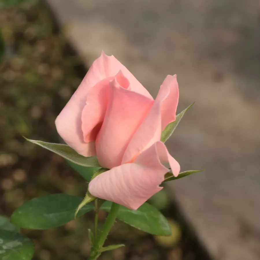 Róża z dyskretnym zapachem - Róża - Régen - Szkółka Róż Rozaria
