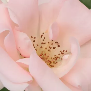Ruže - online - koupit - záhonová ruža - floribunda - ružová - mierna vôňa ruží - broskyňová aróma - Régen - (80-90 cm)