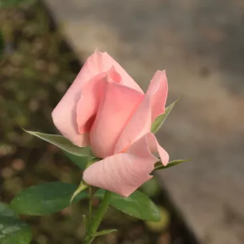 Rosa Régen - roz - trandafiri pomisor - Trandafir copac cu trunchi înalt – cu flori în buchet