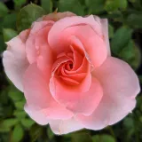 Záhonová ruža - floribunda - mierna vôňa ruží - broskyňová aróma - ružová - Rosa Régen