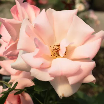 Világos rózsaszín - virágágyi floribunda rózsa - diszkrét illatú rózsa - barack aromájú