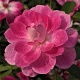 Rózsaszín - fehér - virágágyi floribunda rózsa - Online rózsa vásárlás - Rosa Regensberg™ - diszkrét illatú rózsa - szegfűszeg aromájú