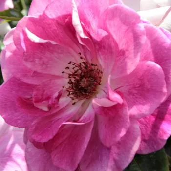 Rózsa rendelés online - rózsaszín - fehér - virágágyi floribunda rózsa - Regensberg™ - diszkrét illatú rózsa - szegfűszeg aromájú - (30-70 cm)