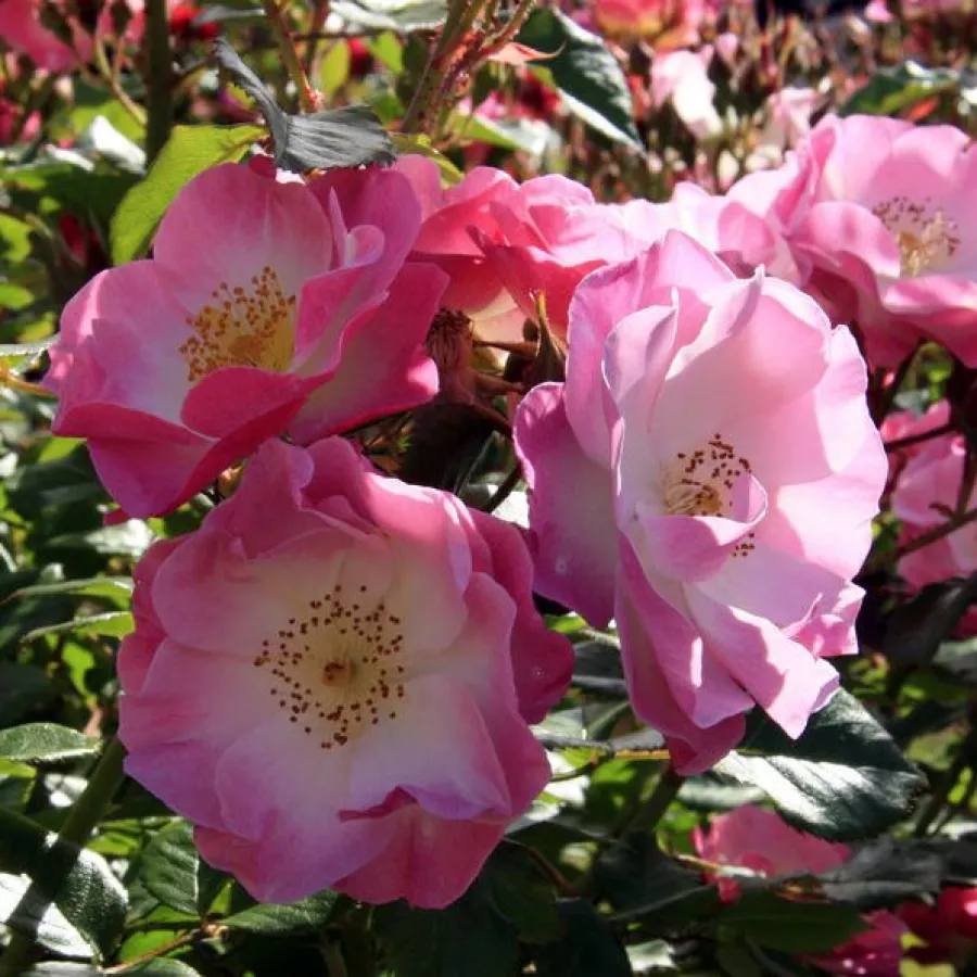 Różowy - biały - Róża - Regensberg™ - Szkółka Róż Rozaria