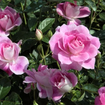 Roz viu cireș cu centrul alb și dungi albe - Trandafiri Floribunda   (30-70 cm)