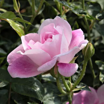 Rosa Regensberg™ - roz - alb - trandafiri pomisor - Trandafir copac cu trunchi înalt – cu flori în buchet