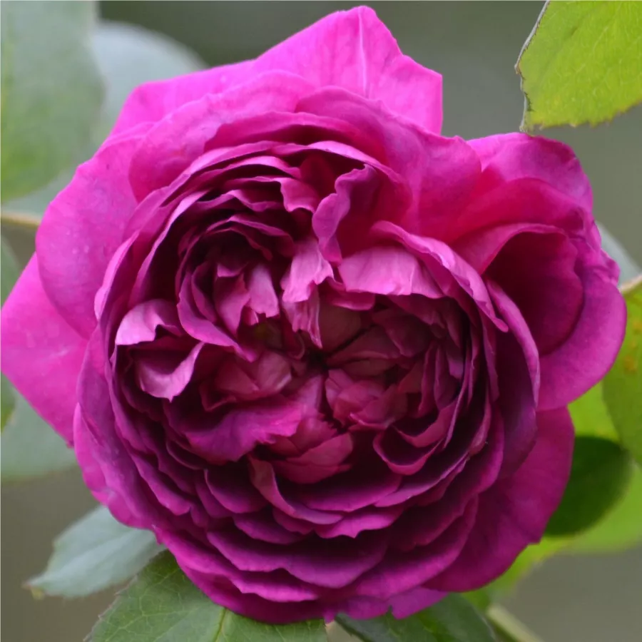 Történelmi - perpetual hibrid rózsa - Rózsa - Reine des Violettes - Online rózsa rendelés