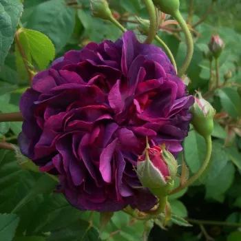 Rosa Reine des Violettes - fioletowy - róże Hybrid Perpetual