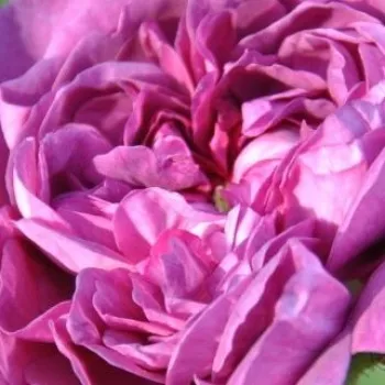 E-kwiaty - Rosa  Reine des Violettes - róże Hybrid Perpetual - fioletowy  - róża z intensywnym zapachem - Mille-Mallet - Kwitnie przez cały sezon, ma przyjemnie słodkawy aromat. Na praktycznie wolnych od kolców łodygach liście mają kolor szarozielony.