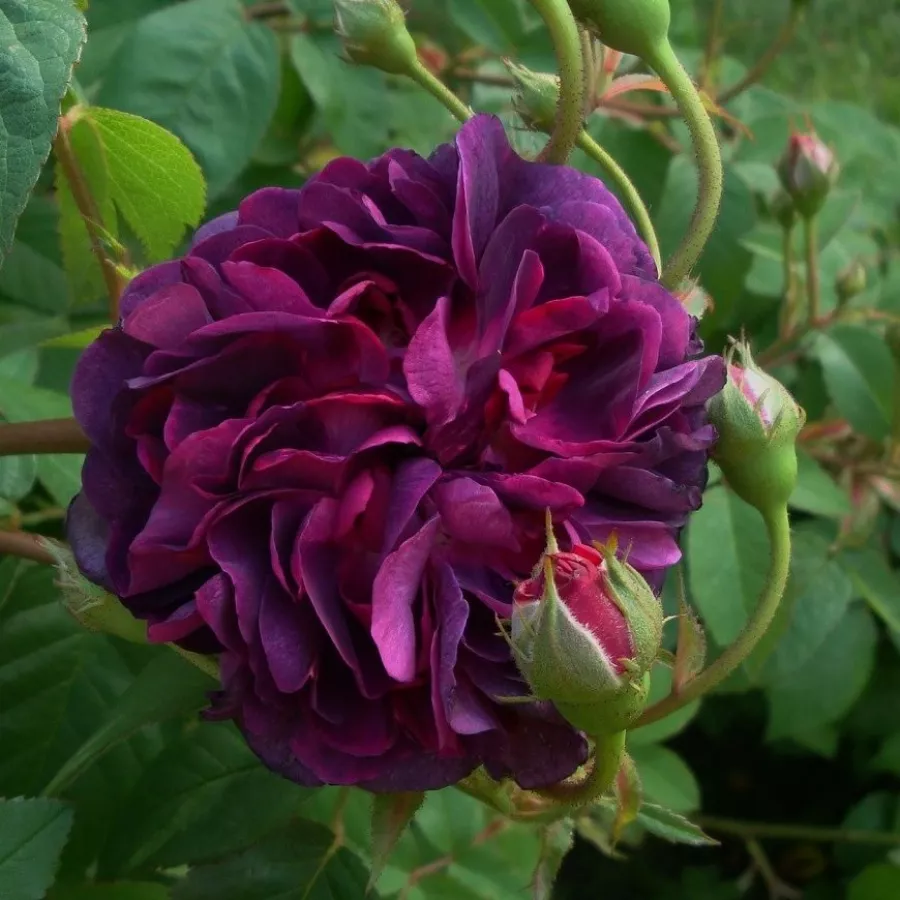 Ruže stablašice - - Ruža - Reine des Violettes - 