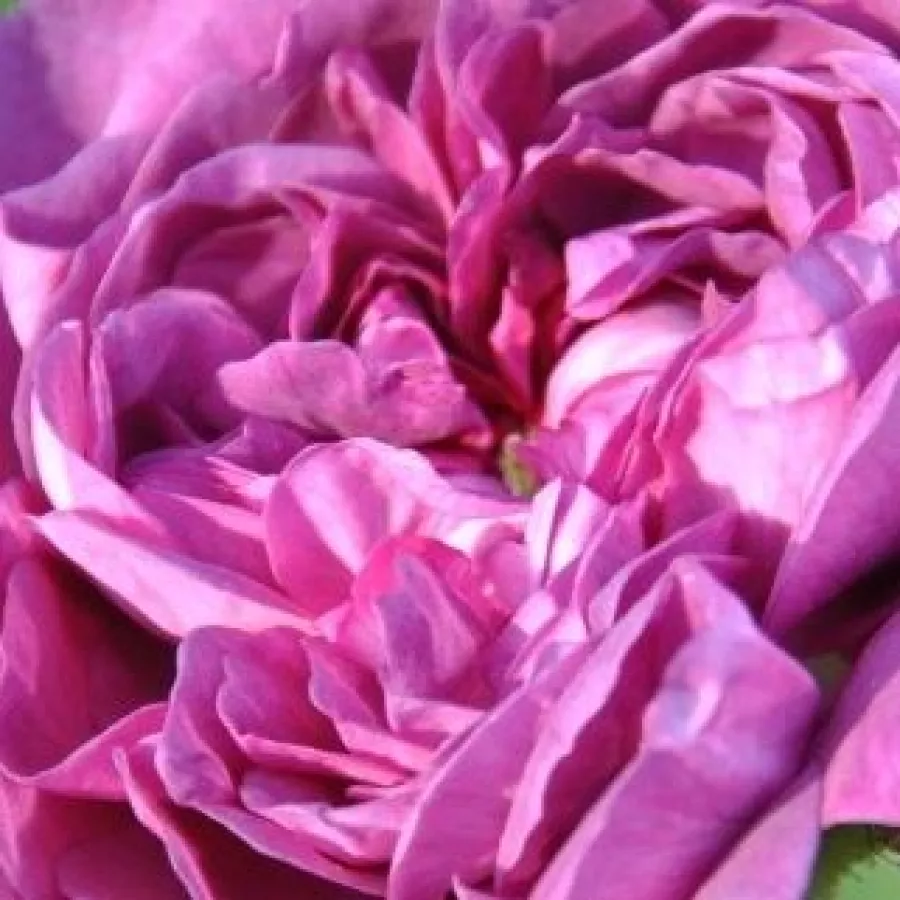 Bukietowy - Róża - Reine des Violettes - 