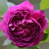Lila - intenzív illatú rózsa - eper aromájú - Online rózsa vásárlás - Rosa Reine des Violettes - történelmi - perpetual hibrid rózsa