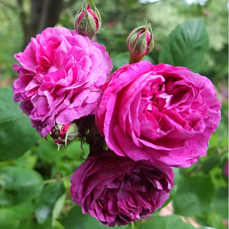 Trandafiri Perpetual hibrid - Trandafiri - Reine des Violettes - comanda trandafiri online