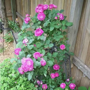 Sötét lila - történelmi - perpetual hibrid rózsa - intenzív illatú rózsa - eper aromájú