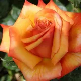 Sárga - narancssárga - teahibrid rózsa - Online rózsa vásárlás - Rosa Remember Me™ - diszkrét illatú rózsa - --