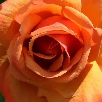 Rózsa kertészet - sárga - narancssárga - teahibrid rózsa - Remember Me™ - diszkrét illatú rózsa - -- - (80-90 cm)