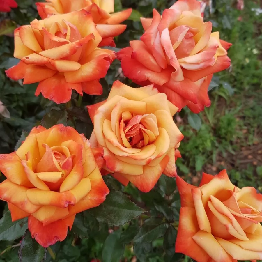 żółty pomarańczowy - Róża - Remember Me™ - Szkółka Róż Rozaria
