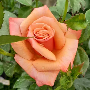 Rosa Remember Me™ - galben - portocaliu - trandafiri pomisor - Trandafir copac cu trunchi înalt – cu flori teahibrid