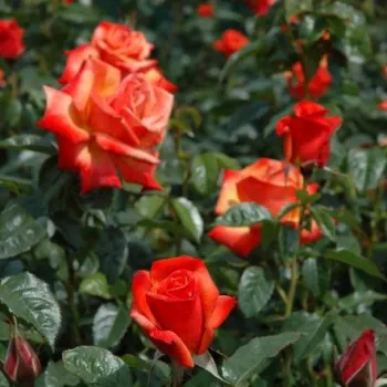 Giallo - arancione - Rose Ibridi di Tea   (80-90 cm)