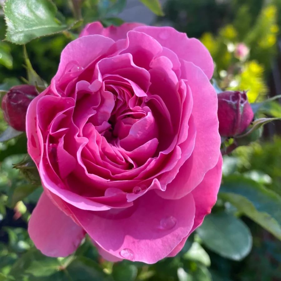 Nostalgična vrtnica - Roza - Renée Van Wegberg™ - Na spletni nakup vrtnice