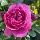 Nostalgická ruža - ružová - intenzívna vôňa ruží - aróma grapefruitu - Rosa Renée Van Wegberg™ - Ruže - online - koupit