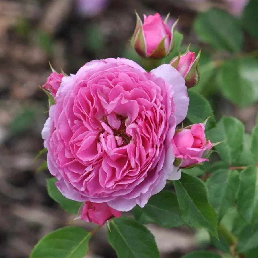 Różowy - Róża - Renée Van Wegberg™ - Szkółka Róż Rozaria