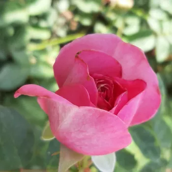 Rosa Renée Van Wegberg™ - ružičasta - Nostalgična ruža