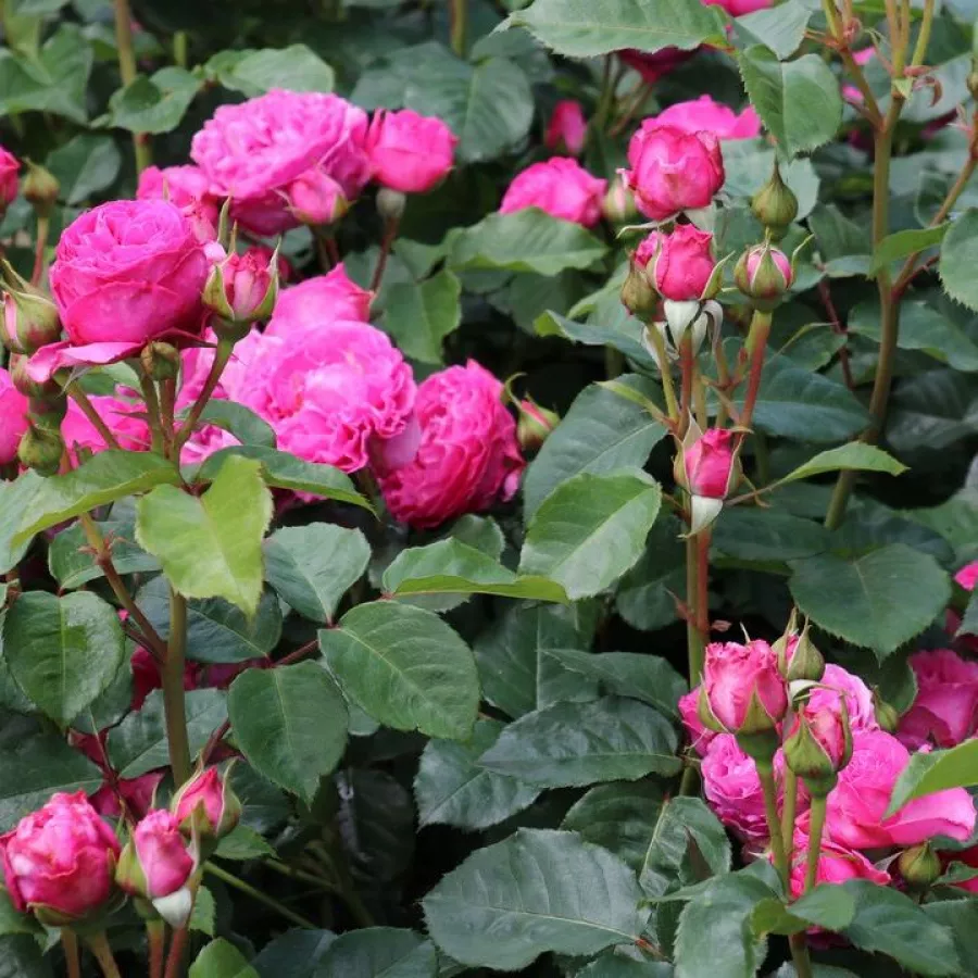 Stromčekové ruže - Stromkové ruže s kvetmi anglických ruží - Ruža - Renée Van Wegberg™ - 