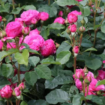 Rosa Renée Van Wegberg™ - różowy - róża pienna - Róże pienne - z kwiatami róży angielskiej
