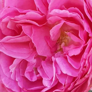 Rosa Renée Van Wegberg™ - rosa de fragancia intensa - Árbol de Rosas Inglesa - rosal de pie alto - rosa - PhenoGeno Roses- forma de corona tupida - Rosal de árbol con flores grandes y densas y con una gran cantidad de pétalos.